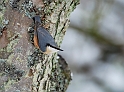 Nuthatch - G